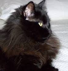 Hello, welcome to the chantilly/tiffany cat project fan page. 8 Cats Chantilly Or Tiffany Ideas Cats Cat Breeds Kittens