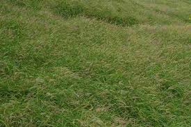 Image result for Cenchrus trachyphyllus