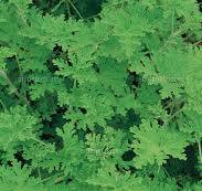 ローズゼラニウム（ニオイテンジクアオイ）[32089000656]の写真 ...