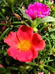 We did not find results for: Two Succulents Flowering