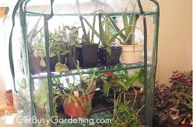 Maybe you would like to learn more about one of these? How To Keep Indoor Plants Alive In Winter Get Busy Gardening