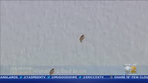 He is also a sales and account executive, known 4. Pesticides Bed Bug Blog Report