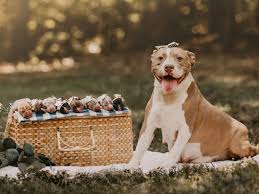 Please read the often frightening future of america. Before And After Photo Shoot Of Pregnant Pit Bull And Puppies Insider