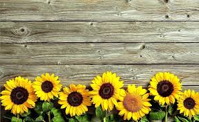 We did not find results for: Rustic Sunflower Wallpapers Top Free Rustic Sunflower Backgrounds Wallpaperaccess