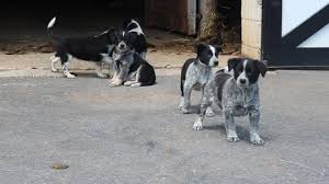 The border point is a stunning mix of the border collie and pointer. Baxter Australian Cattle Dog Mix Border Collie Mix Puppy For Sale Keystone Puppies