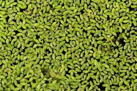 Image result for Lemna