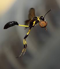 Big Black Bug That Looks Like A Wasp A Mother S Duty Cool Insects Cool Bugs Bugs And Insects