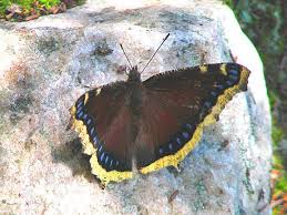 More images for mourning cloak host plant » Mourning Cloak Nps Wolf Trap National Park For The Performing Arts Butterflies And Moths Inaturalist