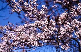 The different plum trees for sale are detailed below and there is more information on plum trees and growing them at the bottom of this page. Newport Flowering Plum For Sale Online The Tree Center