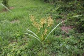 Image result for Cyperus nduru