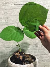 Image result for Neorautanenia mitis