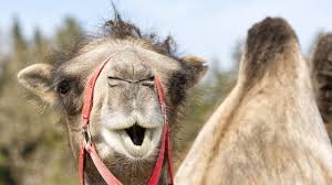 Where do camels store water and how do they survive by dropping water level in the body? It Is Not Water That Is Stored In Camel Bumps What Is The Mechanism By Which Camels Endure Life In The Harsh Desert Gigazine