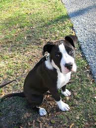 Black And White Boxer Bulldog Mix Hera A Black White Boxer Mix Breed Puppy Boxer Puppies Mixed Breed Puppies Black And White Dog