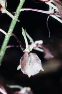 Image result for Liparis bowkeri