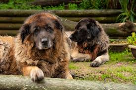 We did not find results for: 50 Dog Breeds And Their History That You Need To Know About