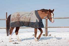 Erfahren sie mehr über unseren biohof und unsere anderen tiere auf unserer website. Thermoregulation Beim Pferd Decke Rauf Ja Oder Nein