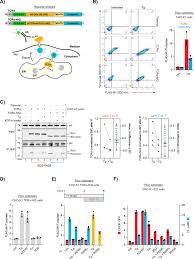 Check spelling or type a new query. Calcium Depletion Challenges Endoplasmic Reticulum Proteostasis By Destabilising Bip Substrate Complexes Elife