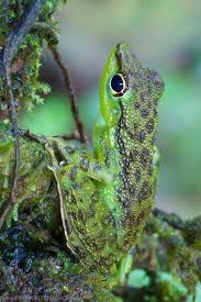 Black And Yellow Spotted Frog Black Spotted Rock Frog Staurois Natator Camouflaged Amongst Moss Found In Tropical Rainforest In The Centre Of Maliau Basin Sabah Borneo Frogs Cute Frogs Tree Frogs Amazing Frog
