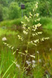 Image result for Poecilostachys