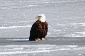 Birds Of Prey Upstate New York Bald Eagle Watching In Upstate New York Where To Go What To Do Bald Eagle Balding Eagle Watch