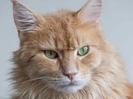 1920 slow feeder 3d models. 6 Best Slow Feeder Cat Bowls 2021 Reviews Maine Coon Hawaii