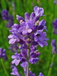 English Lavender Lavandula Angustifolia Lavender Seeds True Lavender Lavender Flowers