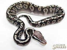 Axanthic Black Pewter Ball Python Ghi Het Red Axanthic Pastave Ball Python Morphs Cute Snake Python Regius