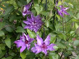 Flowersbylouise is ranked 10,748,312 in the united kingdom. New Eden Pride Of Place Plants Maria Louise Jensen