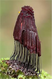 Image result for Stemonitis fusca