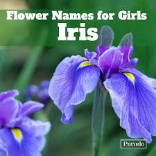 Purple and yellow flowers names and pictures. 150 Flower Names For Girls With Meanings