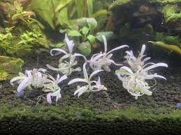 Image result for Hygrophila cataractae