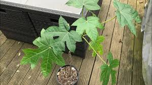 Image result for Vasconcellea pubescens