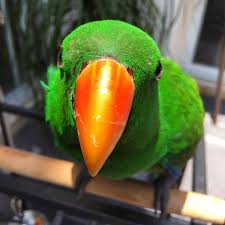 Ramon The Eclecuts Parrot Parrot