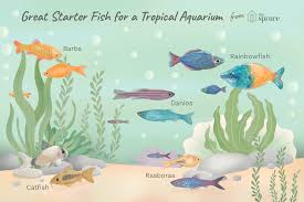 Nothing Is More Exciting Than Adding Fish To A Newly Set Up Aquarium However The Choices You Make Now Fresh Water Fish Tank Community Fish Tank Tropical Fish
