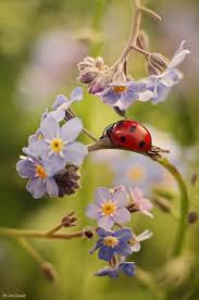 Backed Into A Forget Me Not Corner Marienkafer Bilder Hubsche Tiere Einzigartige Blumen
