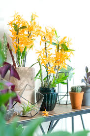 Get great deals on ebay! Houseplant Of The Month November Specialty Orchids