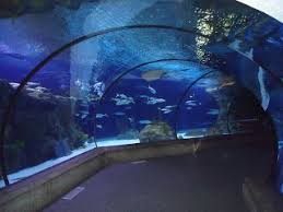 Exploring Omaha Scott Aquarium Henry Doorly Zoo Omaha Zoo Places To Go Places To See