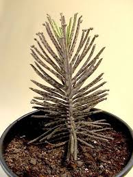 Pin On Succulents