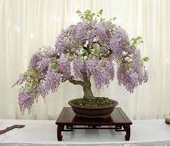Wisteria Bonsai Wow They Look So Pretty Please Check Out My Website Thanks Www Photopix Co Nz Wisteria Bonsai Bonsai Seeds Wisteria Tree