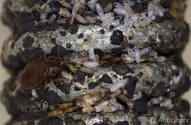 Image result for bed bugs eggs