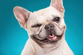 Why Do Dogs Wink At You Science Explains Dogdorable