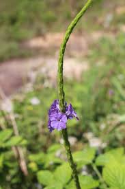 Image result for Stachytarpheta urticifolia