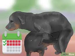 How To Encourage Dogs To Mate Naturally: 14 Steps (With Pictures)