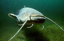 Eine solche größe wurde überwiegend von fischern in osteuropa gesichtet. Europaischer Wels Wikipedia