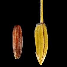 Image result for Oryza barthii