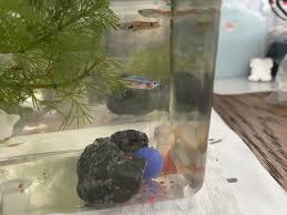 Guppy Giving Birth | Guppy, Guppy Fish, Planted Aquarium