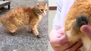 Pati Protezleri Sayesinde Hayata Yeniden Tutunmaya Calisan Kedi Onedio Com