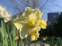 Pin On Daffodils Narcissus