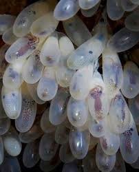 Nasdaq Laying A Few Eggs Technical Analysis With Chessnwine Sea Animals Octopus Ocean Creatures