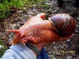 giant african landsnail they re native to africa and are routinely confiscated at airports as they are very popul caracoles caracoles de tierra insectos raros